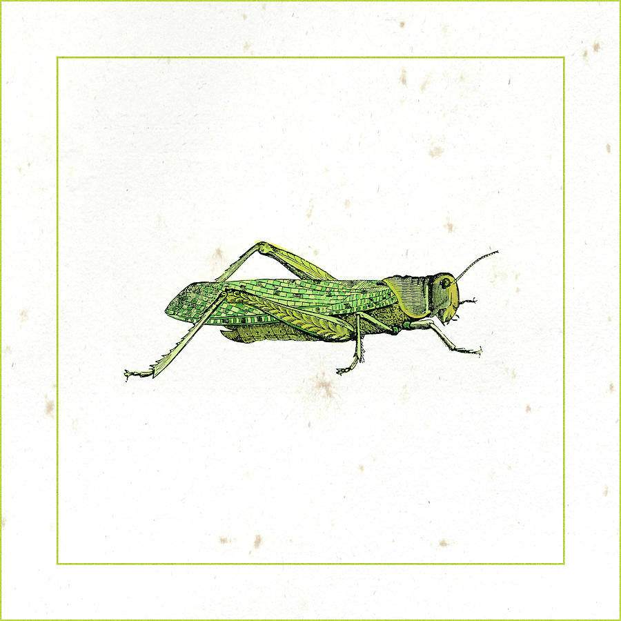 Green Hopper Painting by Vision Studio