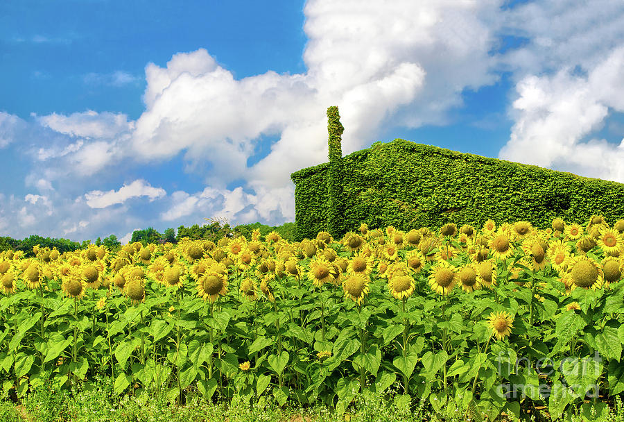 Green House Sunflowers Sustainable Housing Background Photograph by Luca Lorenzelli