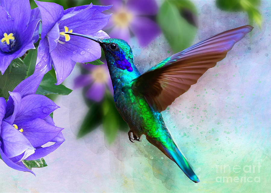 Green Hummingbird on Campanua Digital Art by Morag Bates
