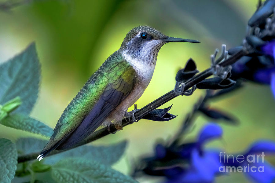 Green Hummingbird resting Photograph by Bill Frische