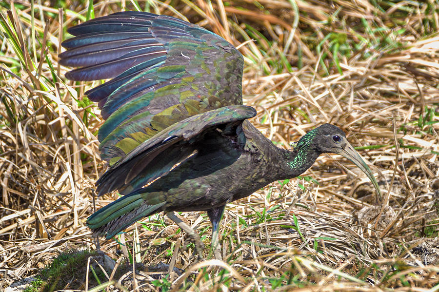 Green Ibis La Palmita Casanare Colombia Photograph by Adam Rainoff