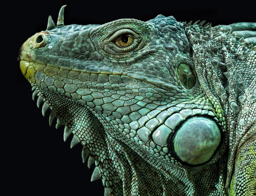 Green iguana close-up Photograph by Carolyn Smith - Pixels