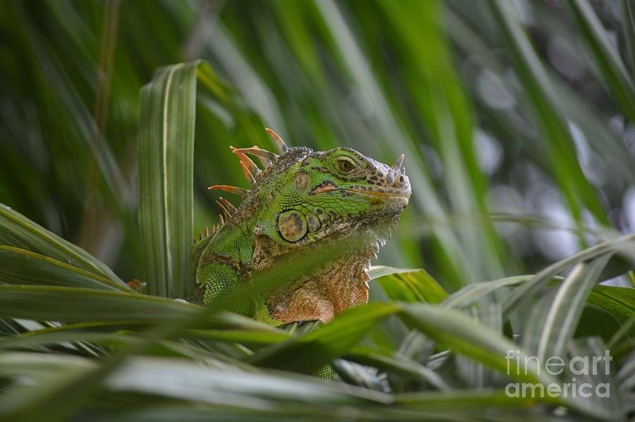 Green Iguana Enjoying Life Photograph by Aicy Karbstein