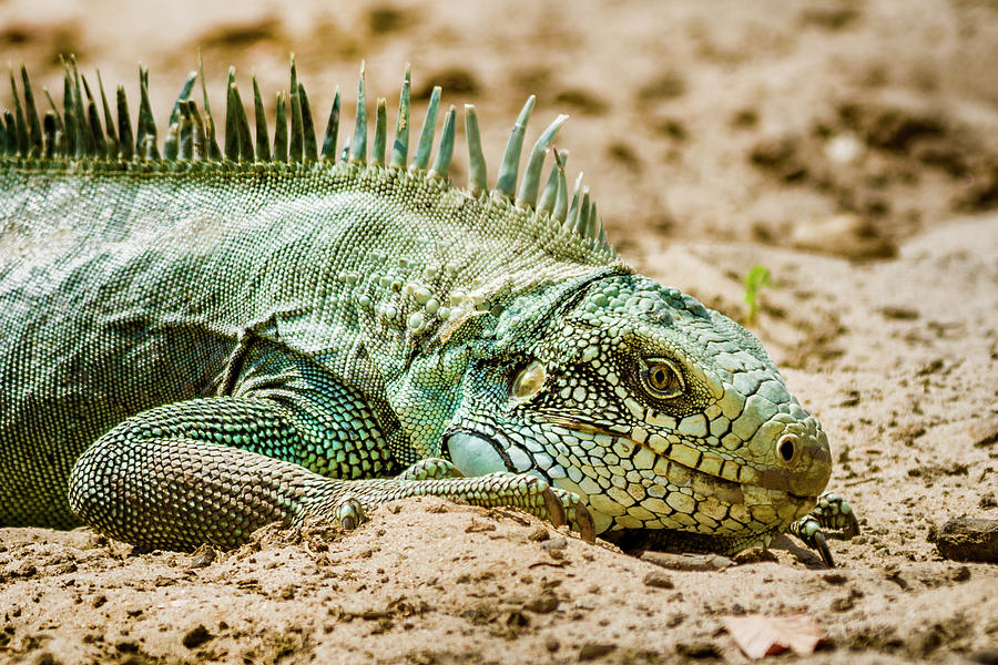 Green Iguana Guanapalo Casanare Colombia Photograph by Adam Rainoff