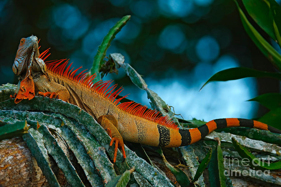 Big Photograph - Green Iguana, Iguana Iguana, Portrait by Ondrej Prosicky Big Photograph - Green Iguana, Iguana Iguana, Portrait by Ondrej Prosicky