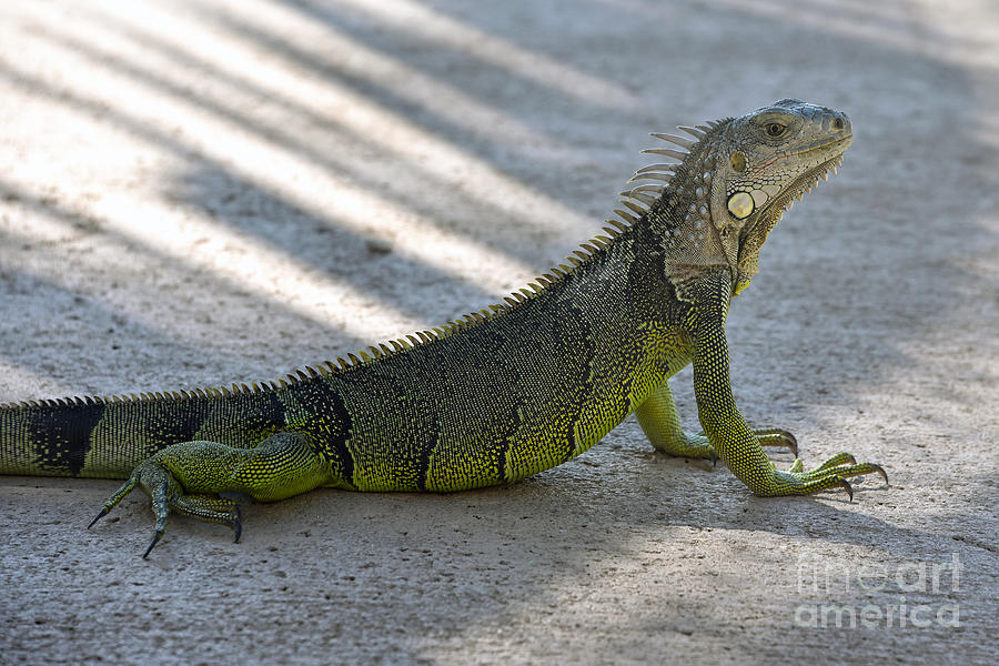 Green Iguana in the Shade Photograph by Catherine Sherman