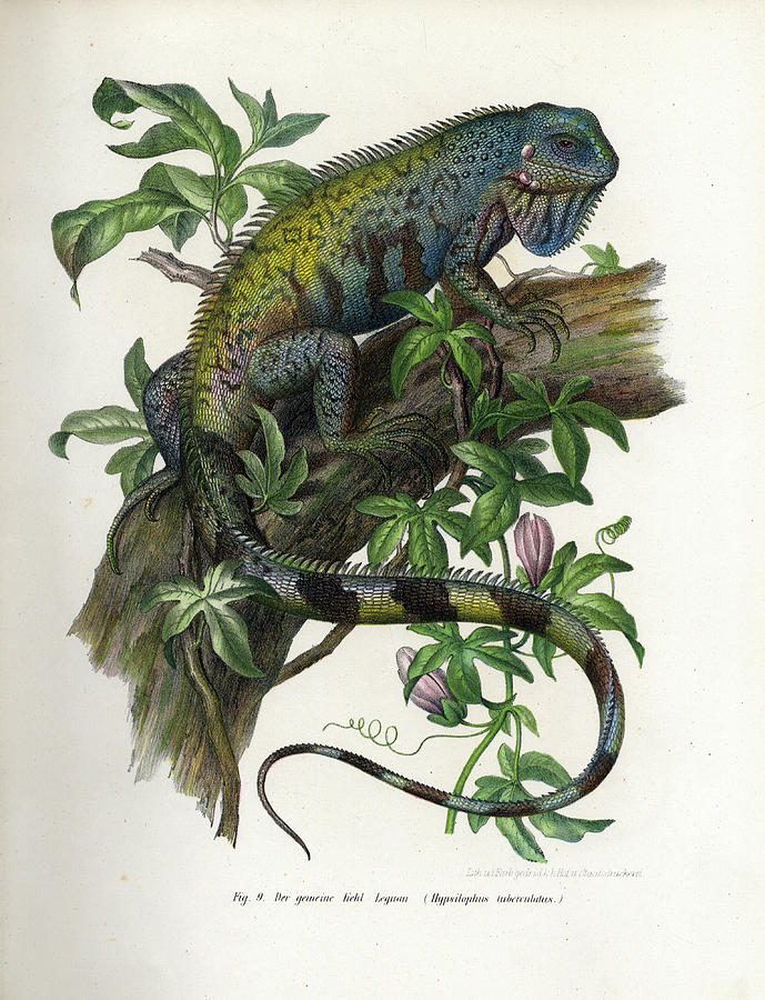 Green Iguana Painting by Leopold Fitzinger - Fine Art America