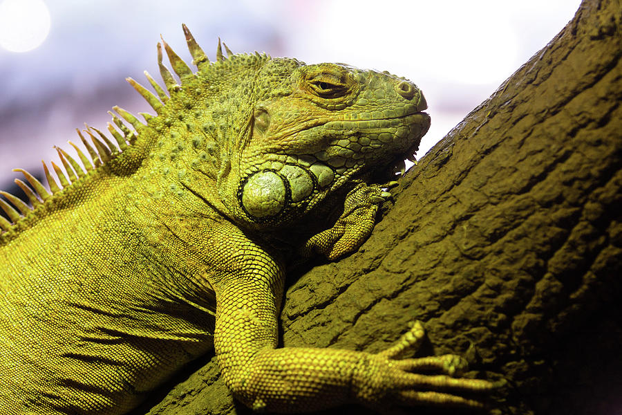 Green Iguana Of Nature Park Photograph by Victor Estevez