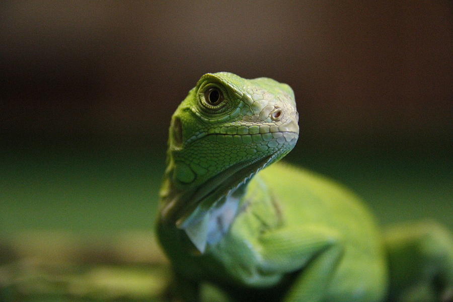 Green Iguana Photograph by Photographed By  Hannes Steyn