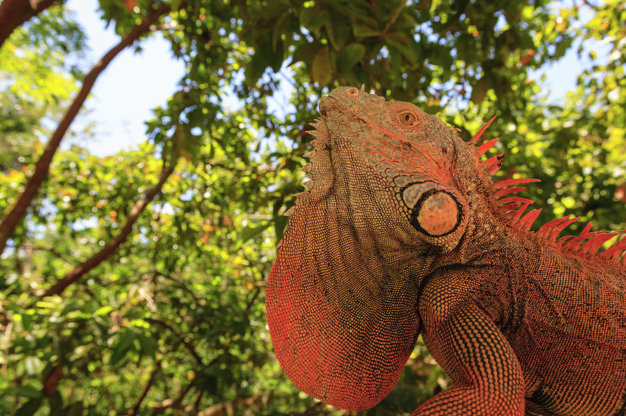 Wildlife Photograph - Green Iguana, Roatan, Honduras by Stuart Westmorland