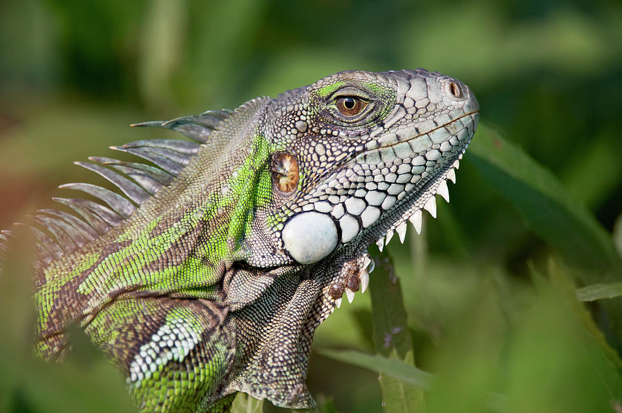 iguana tourism brazil
