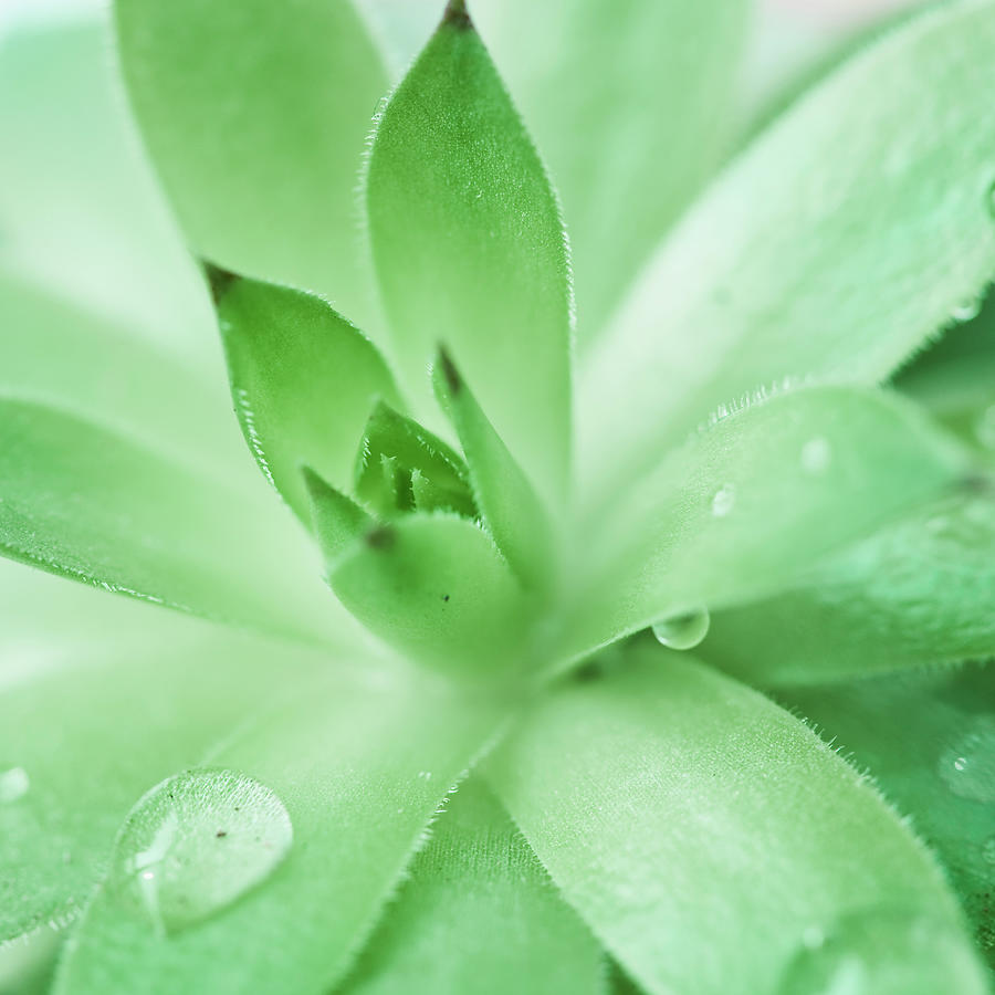Green In Spring,aloe Sap Photograph by 4x-image