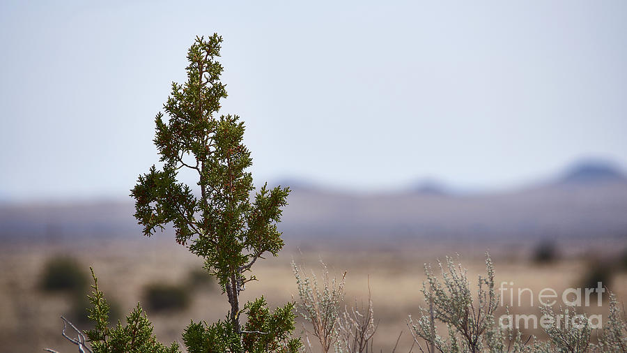 Green In The Desert Photograph by Robert WK Clark