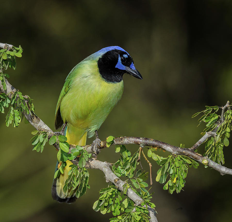 Green Jay Photograph by Myer Bornstein - Photo Bee 1