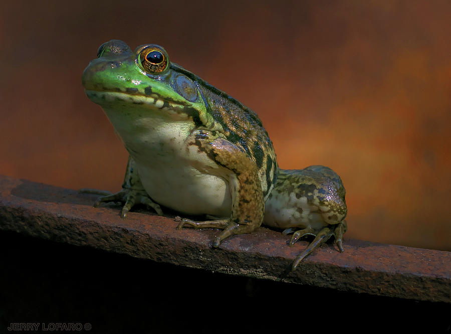Frog Photograph - Green by Jerry LoFaro
