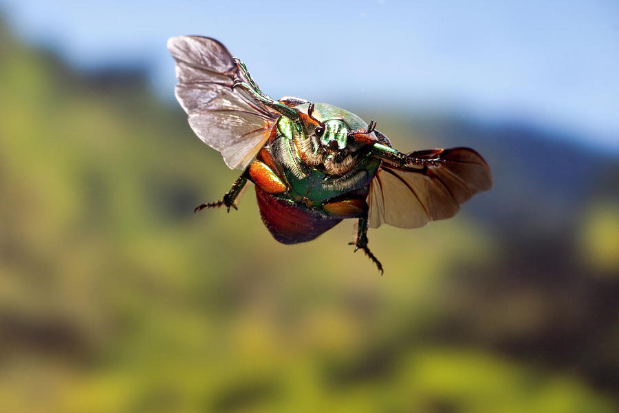 Green June Beetle In Flight Williamson County Texas Usa Photograph By John Abbott 4093