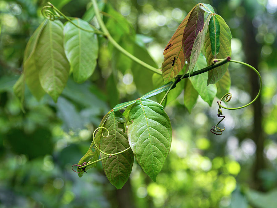Tree Photograph - Green Jungle Vine Plant  by Betsy Knapp