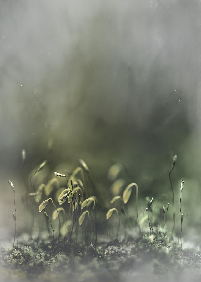 Macro Photograph - Green Labyrinths by Kristina Zvinakeviciute