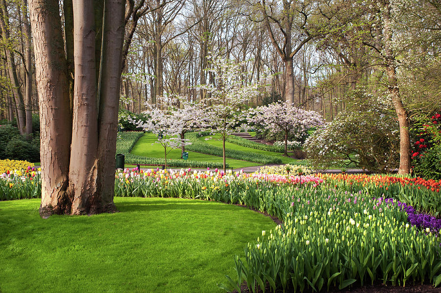 Green Lawn with Spring Blooms in Keukenhof Photograph by Jenny Rainbow