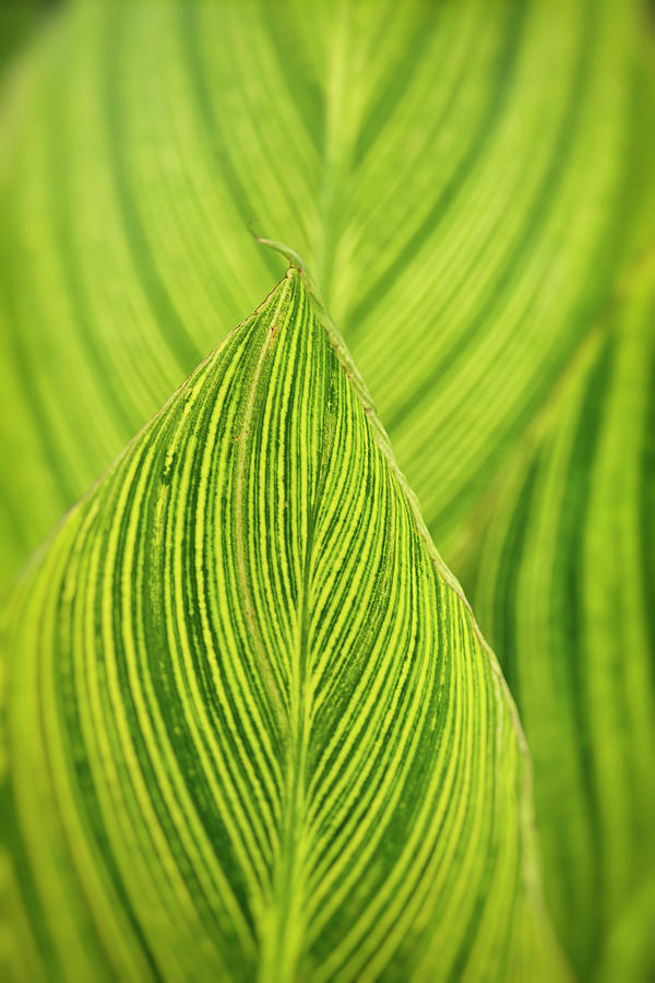 Green Leaf Abstract  Photograph by Saija Lehtonen