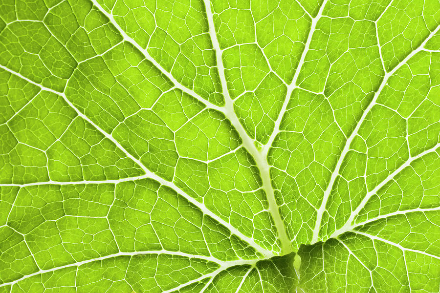 Green Leaf And Veins Photograph by Alex Bramwell