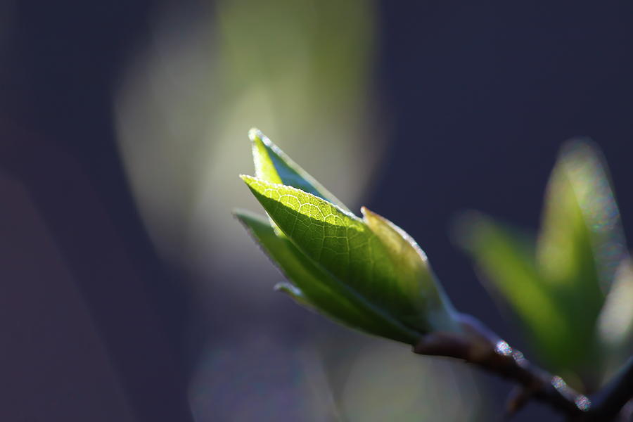 Green leaf bud on a sunny day Photograph by Ulrich Kunst And Bettina Scheidulin