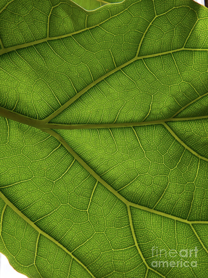 Green Leaf Photograph by Christy Garavetto