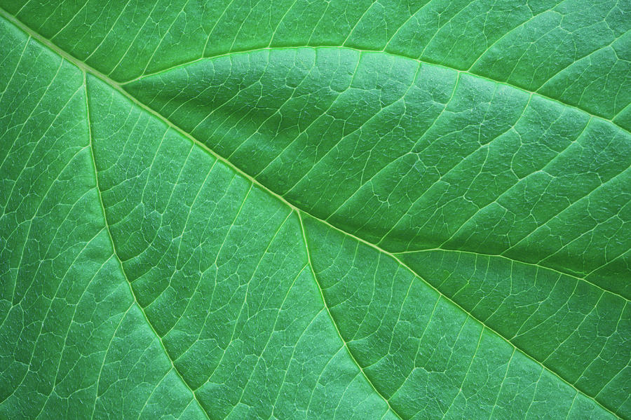 Green Leaf Close-up Photograph by Borchee