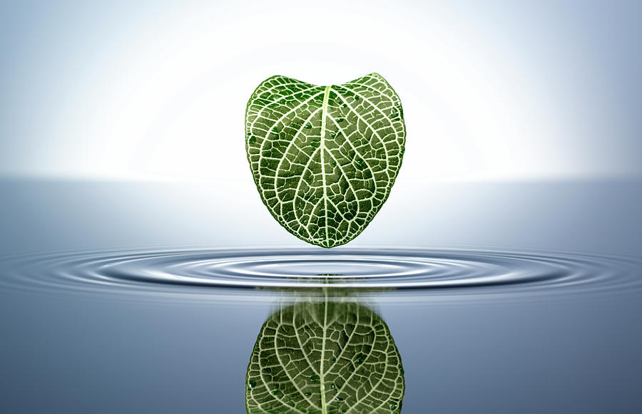 Green Leaf In A Water Pool Photograph by Chris Stein