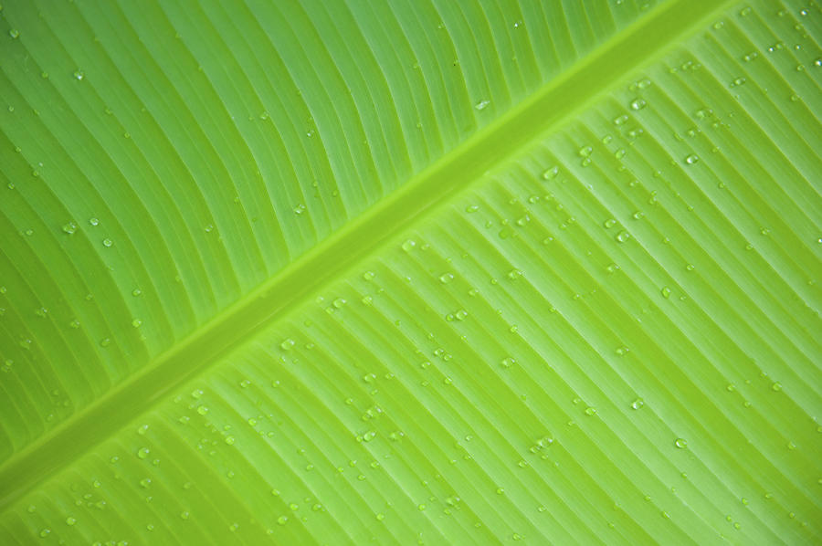 Green Leaf Markings IIi Photograph