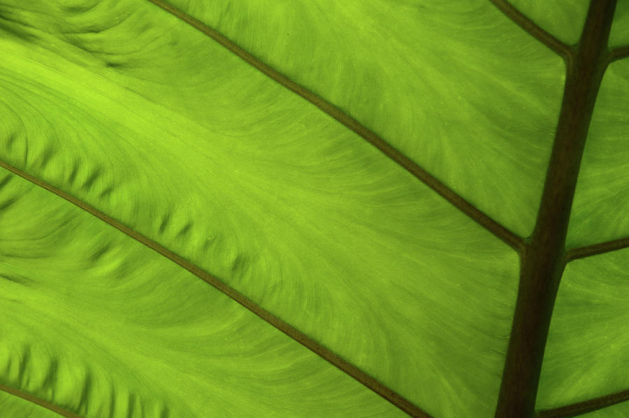 Green Leaf Markings iv Photograph by Helen Jackson