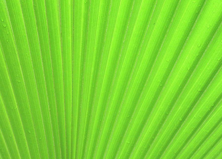 Green Leaf Markings v Photograph by Helen Jackson