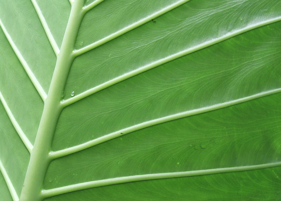 Green Leaf Markings vi Photograph by Helen Jackson