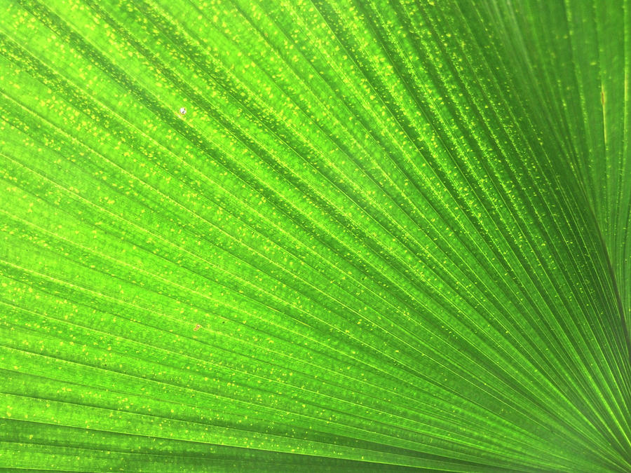 Green Leaf Markings viii Photograph by Helen Jackson