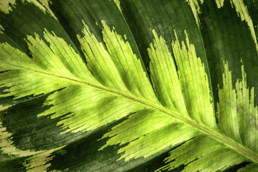 Green Leaf Patterns Photograph by Don Johnson