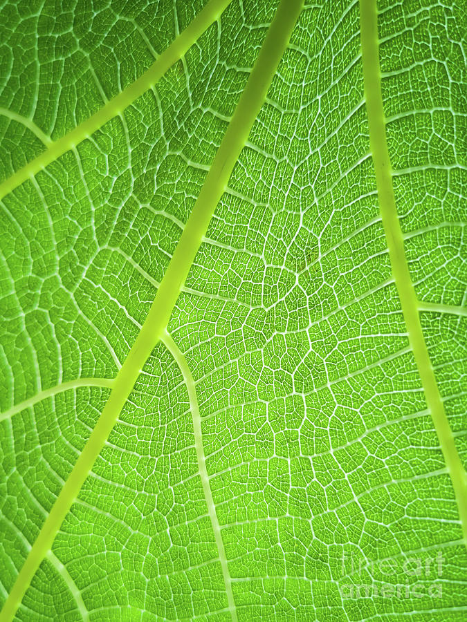 Green Leaf Texture, Leaf Texture Photograph by Xuanyu Han