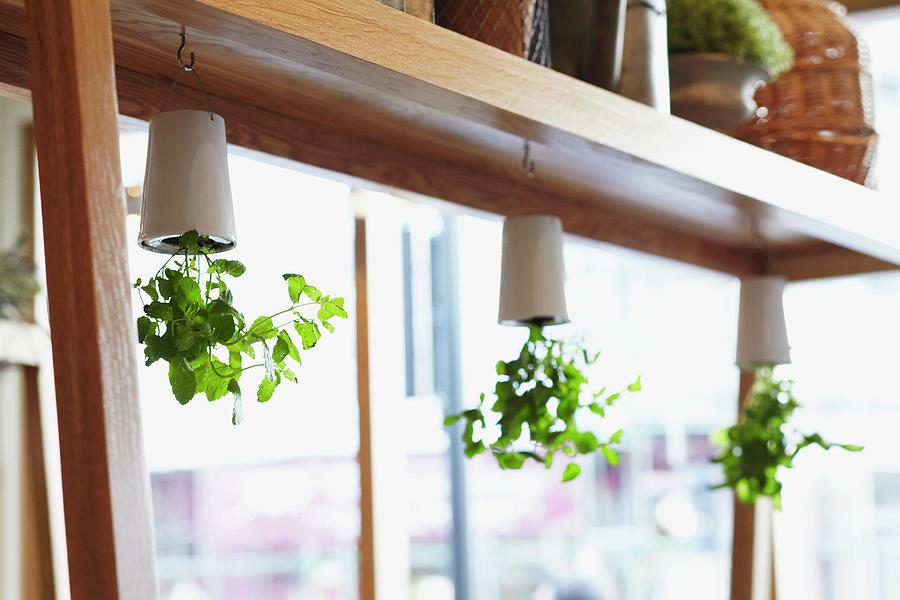 Green Leafy Plants Growing In White Plant Pots Hanging Upside Down Photograph by Charlotte Tolhurst