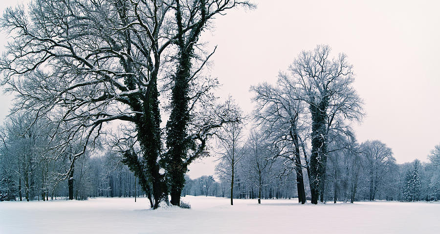 Green-leaved trees in winter Photograph by Sun Travels