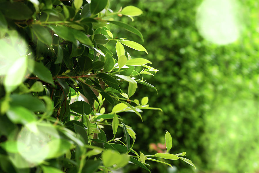 Green Leaves Green Bokeh Background In Sunny Day Photograph by Cavan Images  - Pixels