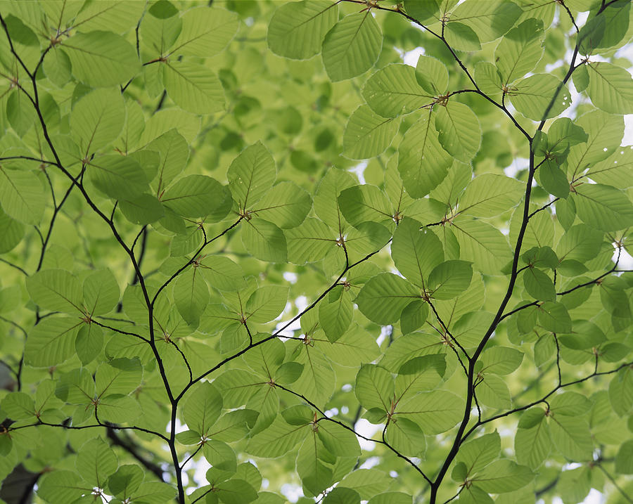 Green Leaves Photograph by Hiroshi Higuchi