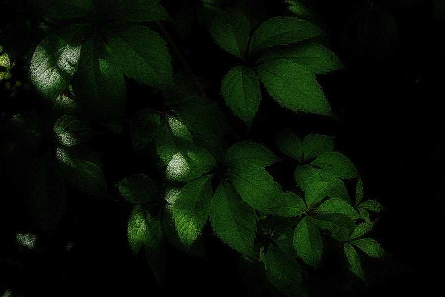 Nature Photograph - Green Leaves by Margarita Buslaeva