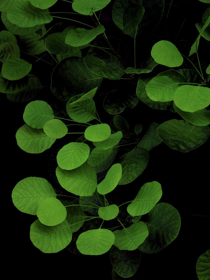 Green Leaves On A Black Background by Michael Duva