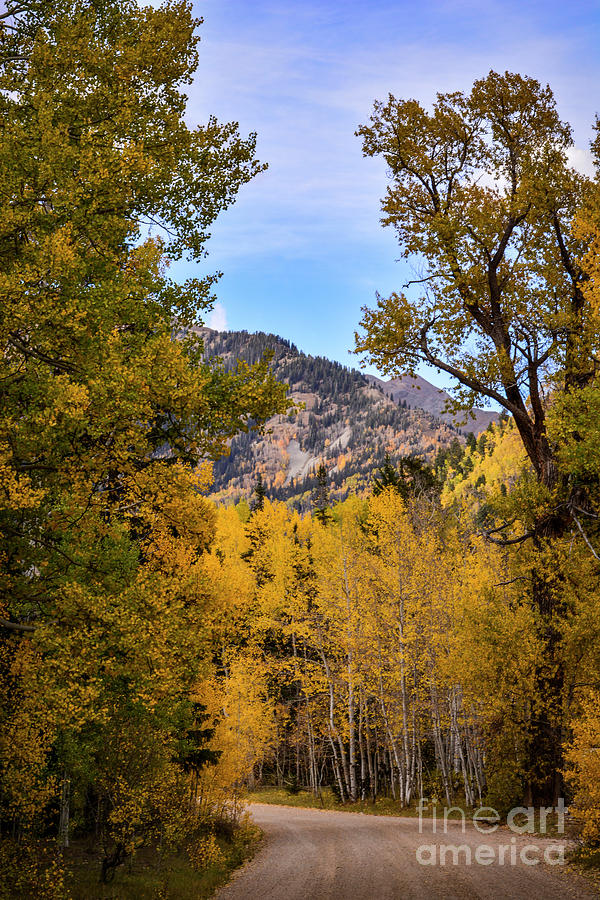 Green Leaves Turning to Gold Photograph by Brenda Landdeck - Fine Art ...