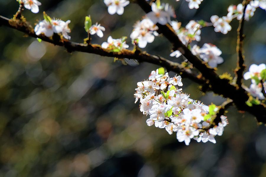 Green Leaves White Blossoms by Jerry Sodorff Green Leaves White Blossoms by Jerry Sodorff