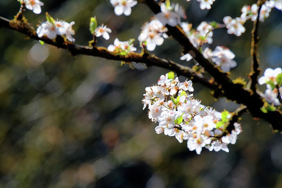 Green Leaves White Blossoms Photograph by Jerry Sodorff