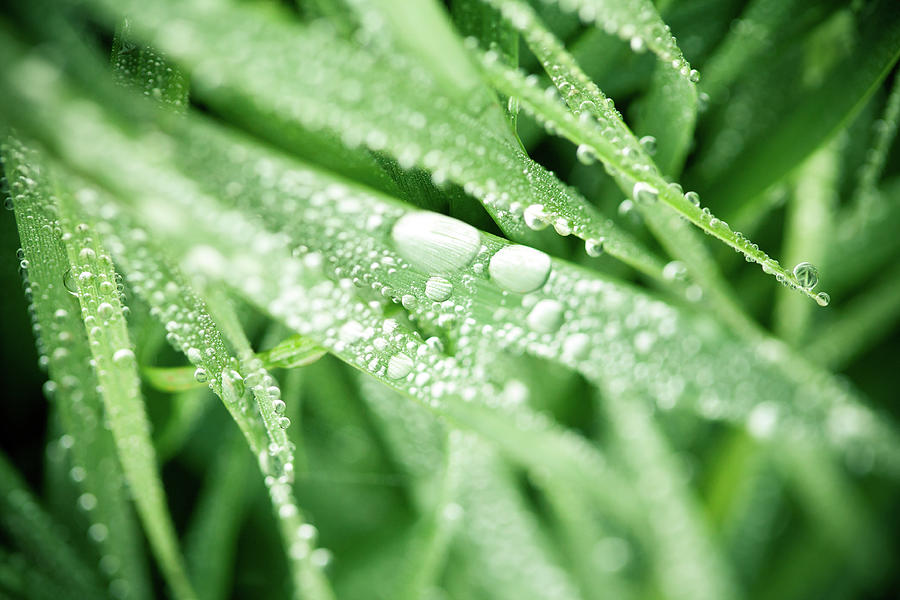 Green Leaves With Raindrops Photograph by Gianlucabartoli