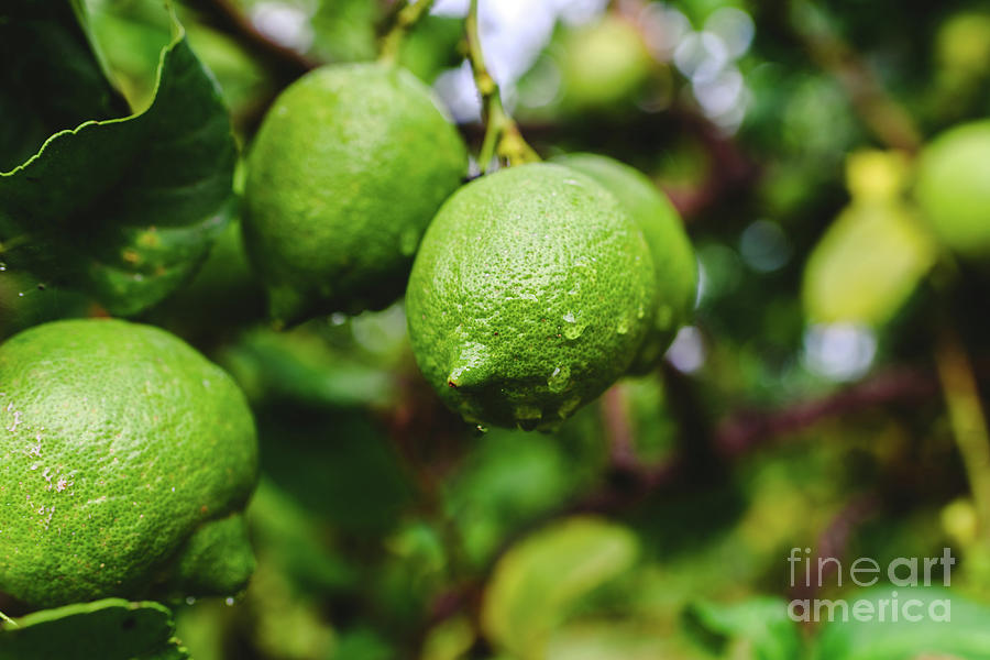 Green lemons hanging from the lemon tree on a rainy day. Photograph by Joaquin Corbalan