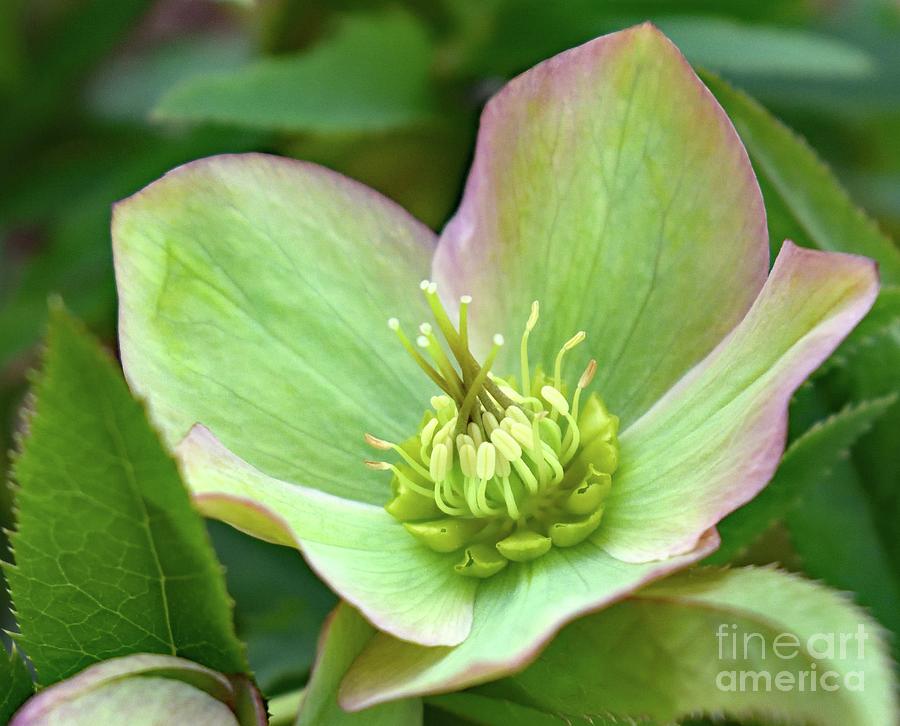 Green Lenten Rose Photograph