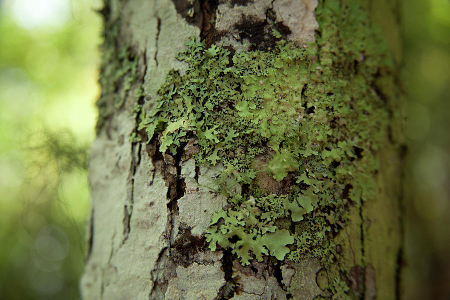 Green Lichen on Tree Bark Photograph by David Chasey