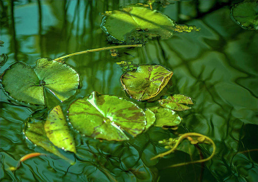 Lily Pads in the Rain Photograph by Cordia Murphy